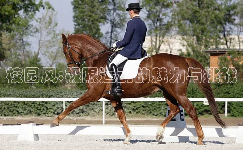 333体育官网入口